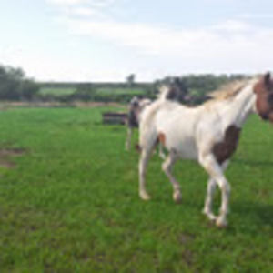 Meet your Posher, Lacey